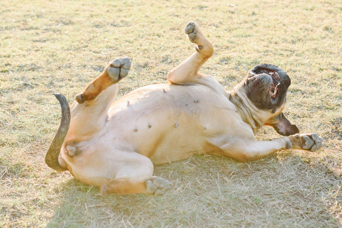 A dog whose pet parent is thinking about gut and stool support