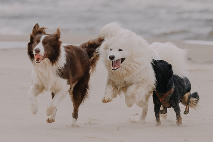A dog moving comfortably outdoors