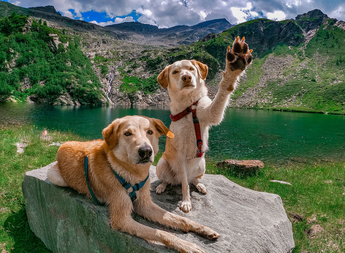 A dog ready for a trip with a simple serving routine