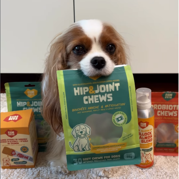 When Should Dogs Start Joint Support? Puppy, Adult, and Senior Dog Guide