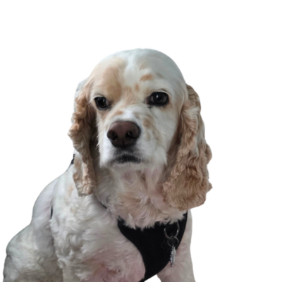Steven, FAM Pets Chief Dog Officer