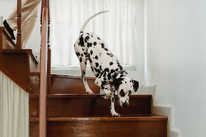 A dog moving on a walk