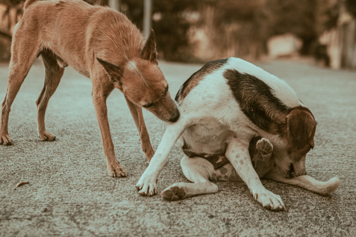 A dog showing a common gut routine concern