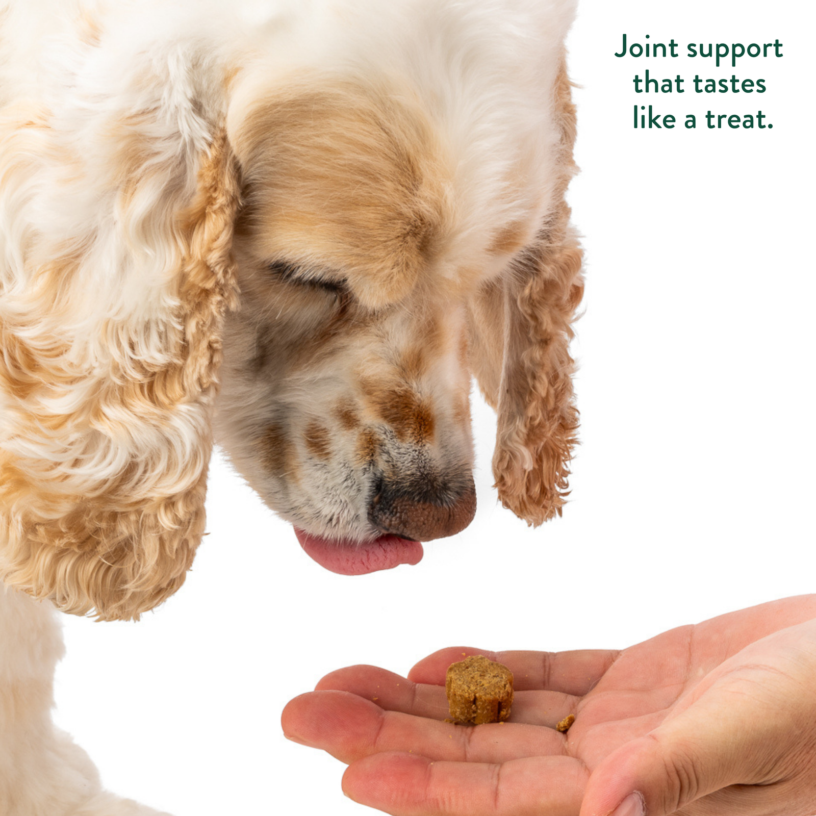 Dog being served a FAM Pets Hip & Joint soft chew for daily joint support
