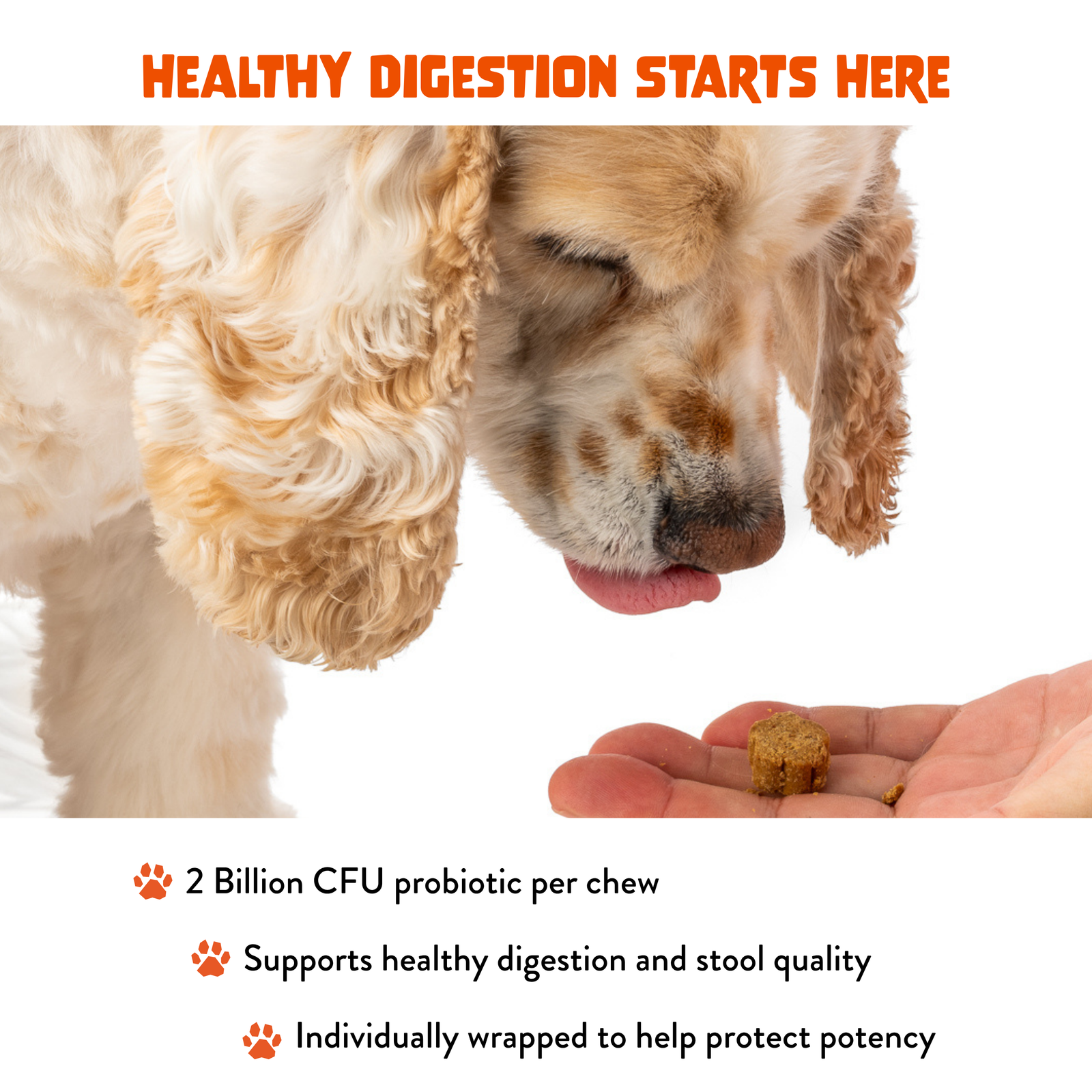FAM Pets Probiotic+ chews support healthy digestion, stool quality and digestive comfort