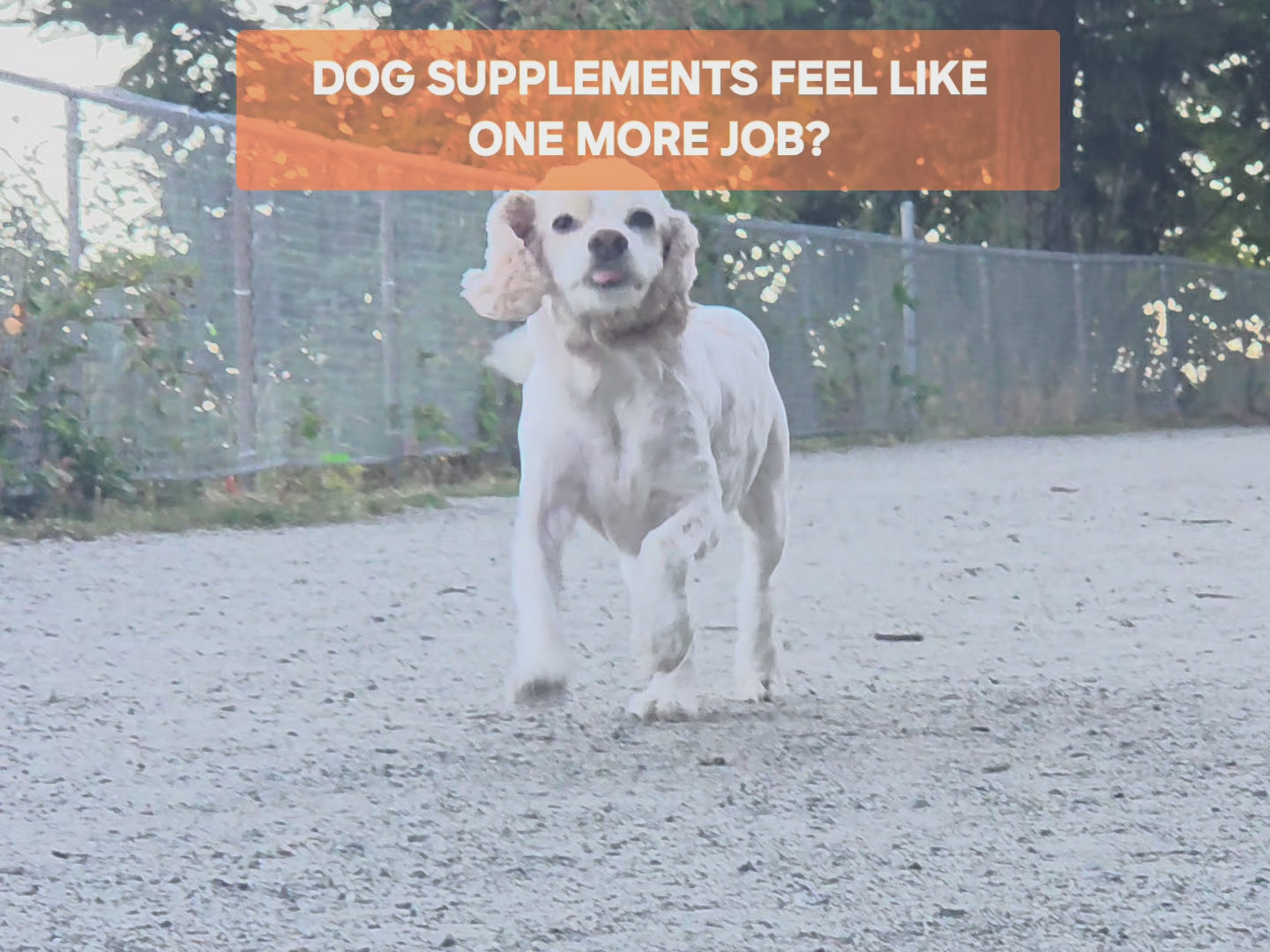Steven's real daily FAM Pets supplement routine: spray, stick, and both soft chews