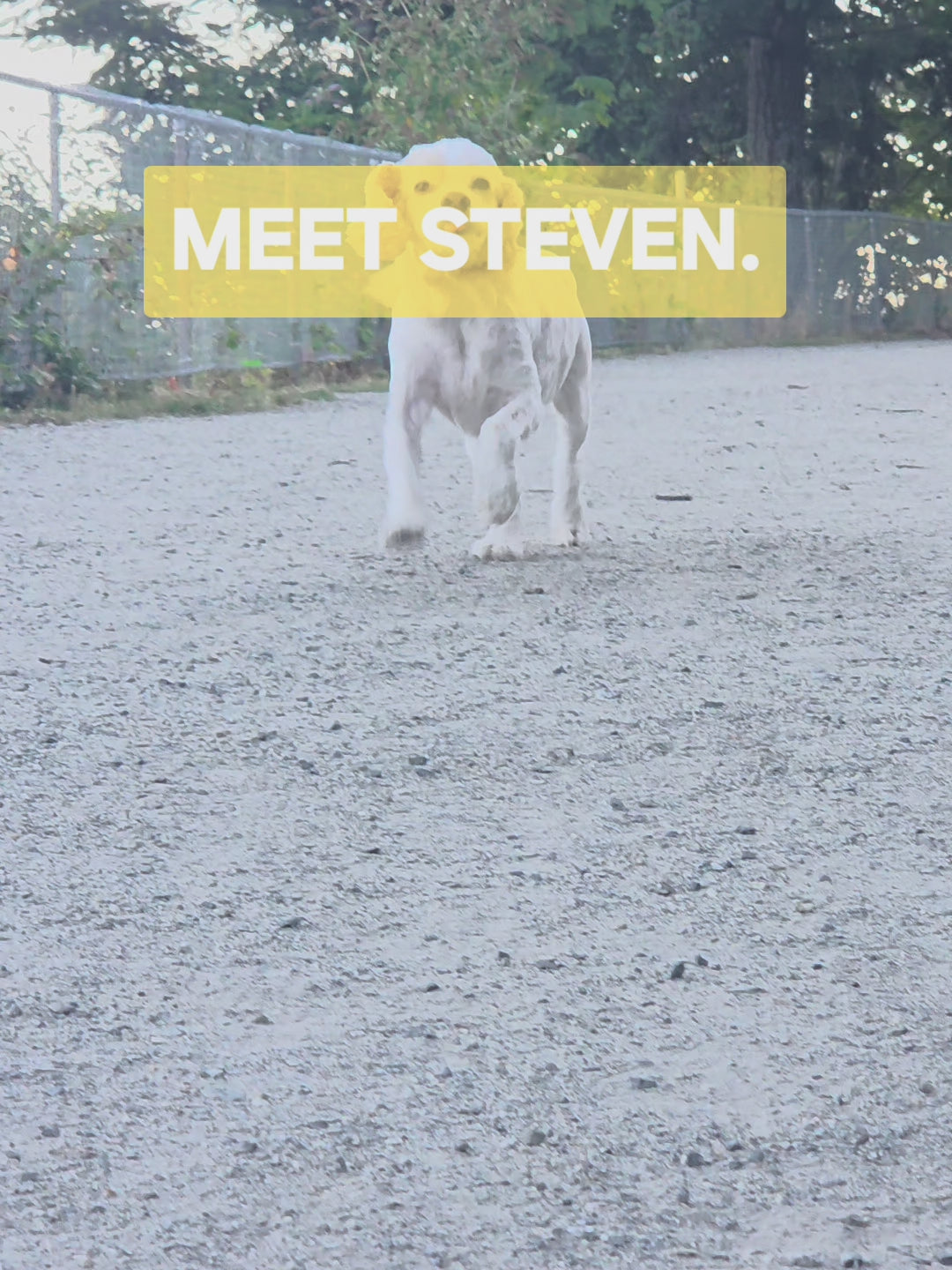 Steven's daily FAM Pets routine: fish oil spray, stick, both soft chews, and a real meal